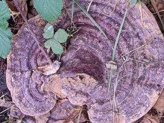 Ganoderma resinaceum