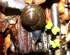 Helminthoglypta