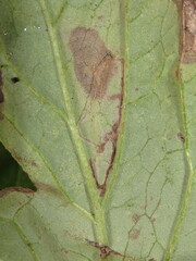 Phytomyza hydrophyllivora