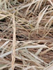 Elymus repens