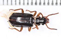 Pachyteles