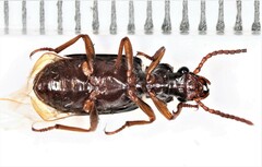 Pachyteles