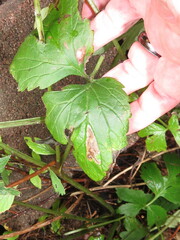 Phytomyza hydrophyllivora