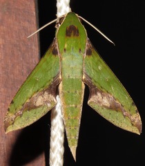Xylophanes chiron