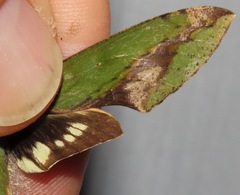 Xylophanes chiron