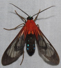 Cosmosoma telephus
