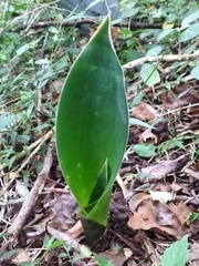 Dracaena aletriformis