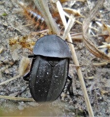 Silphidae