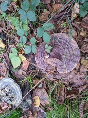 Ganoderma resinaceum