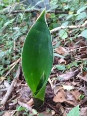 Dracaena aletriformis