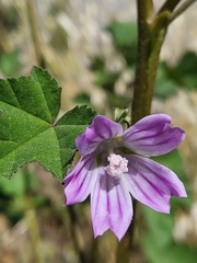 Malva multiflora