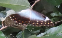 Morpho telemachus