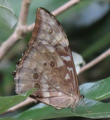 Morpho telemachus