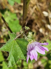 Malva multiflora