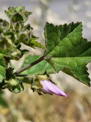 Malva multiflora