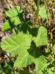 Malva multiflora