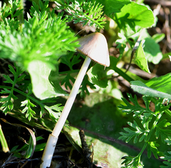 Conocybe apala