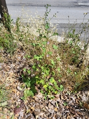 Malva multiflora