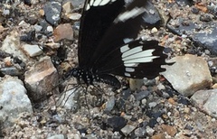 Papilio nephelus sunatus