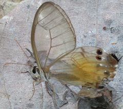 Haetera piera