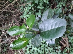 Elaeodendron croceum
