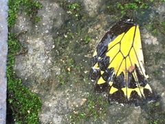 Troides amphrysus ruficollis