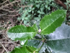 Elaeodendron croceum