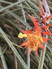 Acanthostachys strobilacea