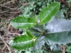 Elaeodendron croceum