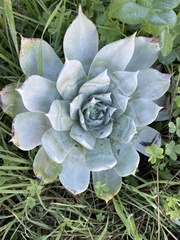 Sedeae
