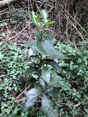 Elaeodendron croceum
