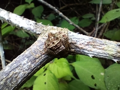 Caerostris sexcuspidata