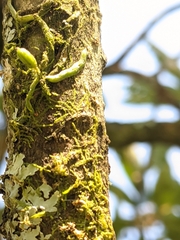 Taeniophyllum scaberulum