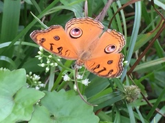 Junonia almana javana