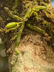 Taeniophyllum scaberulum