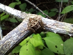 Caerostris sexcuspidata