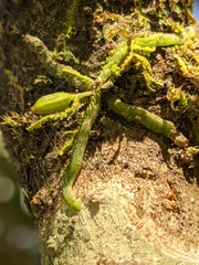 Taeniophyllum scaberulum