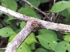 Caerostris sexcuspidata