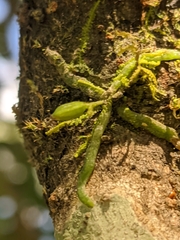 Taeniophyllum scaberulum