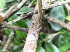 Caerostris sexcuspidata