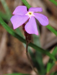 Mandevilla tenuifolia