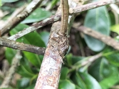 Caerostris sexcuspidata