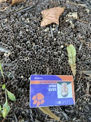 Nidulariaceae