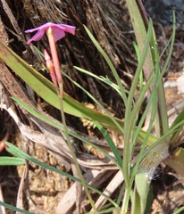 Mandevilla tenuifolia