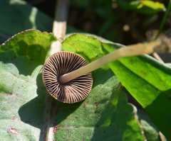Conocybe apala