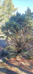Juniperus oxycedrus