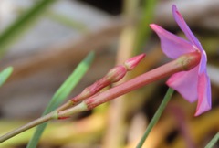 Mandevilla tenuifolia