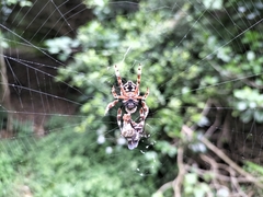 Caerostris sexcuspidata