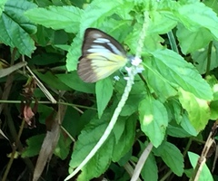 Appias lyncida vasava