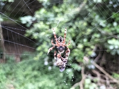 Caerostris sexcuspidata